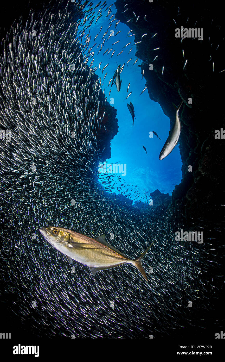 Shoal of Bar jacks (Caranx ruber) hunting school of Silversides fish (Atherinidae) in coral cavern. East End, Grand Cayman, Cayman Islands, British West Indies. Caribbean Sea. Stock Photo