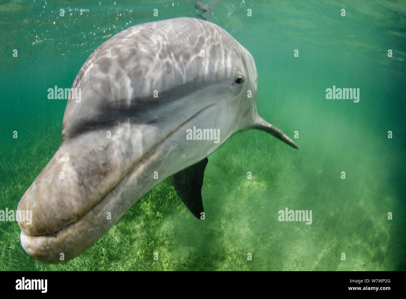 Lone male Bottlenose dolphin (Tursiops truncatus) in shallow water over seagrass. East End, Grand Cayman, Cayman Islands. British West Indies. Caribbean Sea. Stock Photo