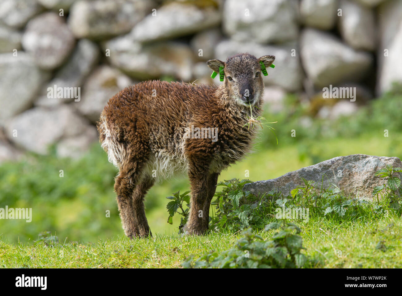 Soay Sheep Ovis Aries Lamb Nibbles On Grass Beside A Mossy Stone St Soay Sheep Ovis Aries Lamb Nibbles On Grass Beside A Mossy Stone St