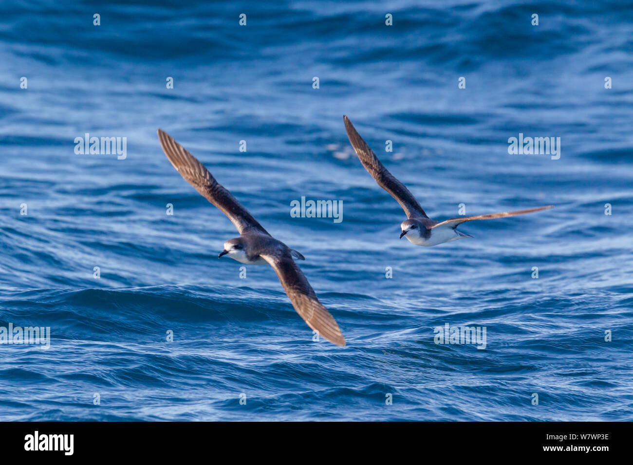 Pycroft's petrels (Pterodroma pycrofti) in flight at sea, showing the ...