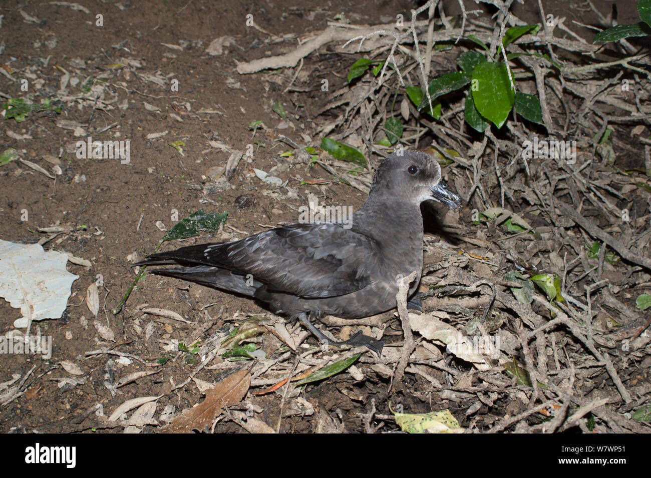 Adult Grey-faced petrel (Pterodroma gouldi) sitting outside its nesting burrow at a breeding colony. Cuvier Island, Coromandel, New Zealand, August. Stock Photo