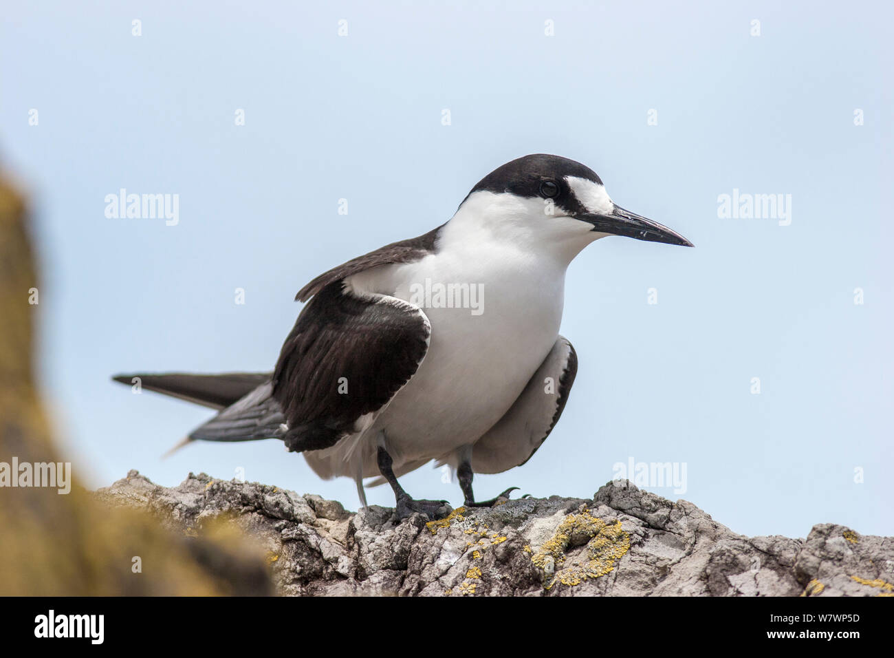 Adult Sooty tern (Onychoprion fuscatus) in breeding plumage, perched near the breeding colony. Meyer Islets, Kermadec Islands, New Zealand, November. Stock Photo