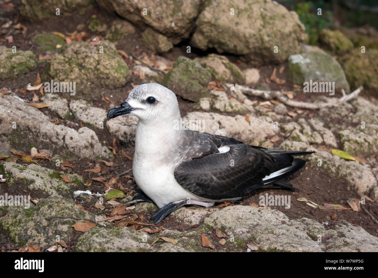 Petrel islets hi-res stock photography and images - Alamy