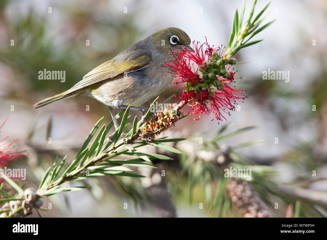 Adult female Silvereye (Zosterops lateralis) feeding on nectar, with worn plumage. Christchurch, Canterbury, New Zealand, December. Stock Photo