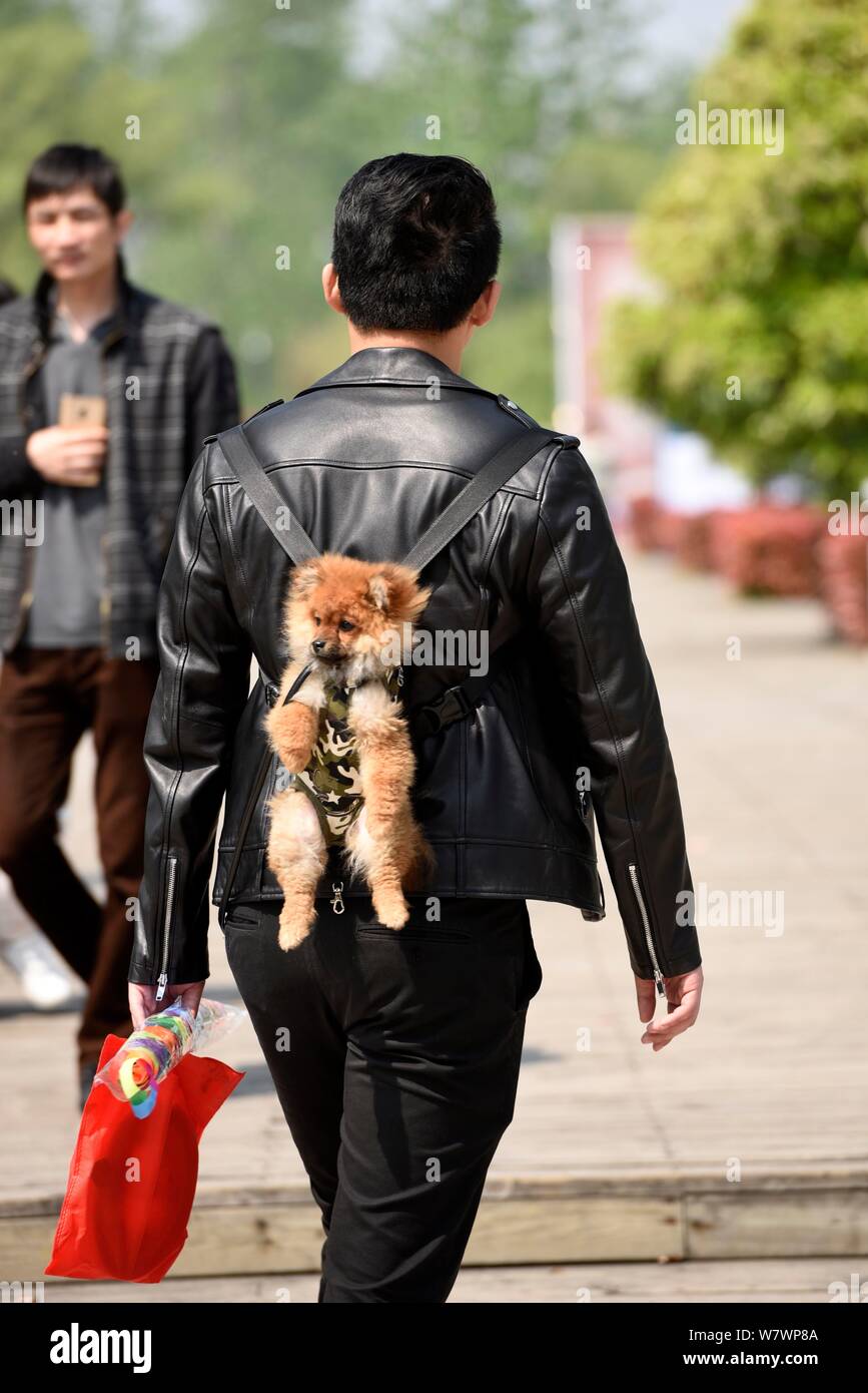 A Chinese man uses a 'baby sling' to support his pet dog while he hangs out during a book fair in Huaian city, east China's Jiangsu province, 23 April Stock Photo