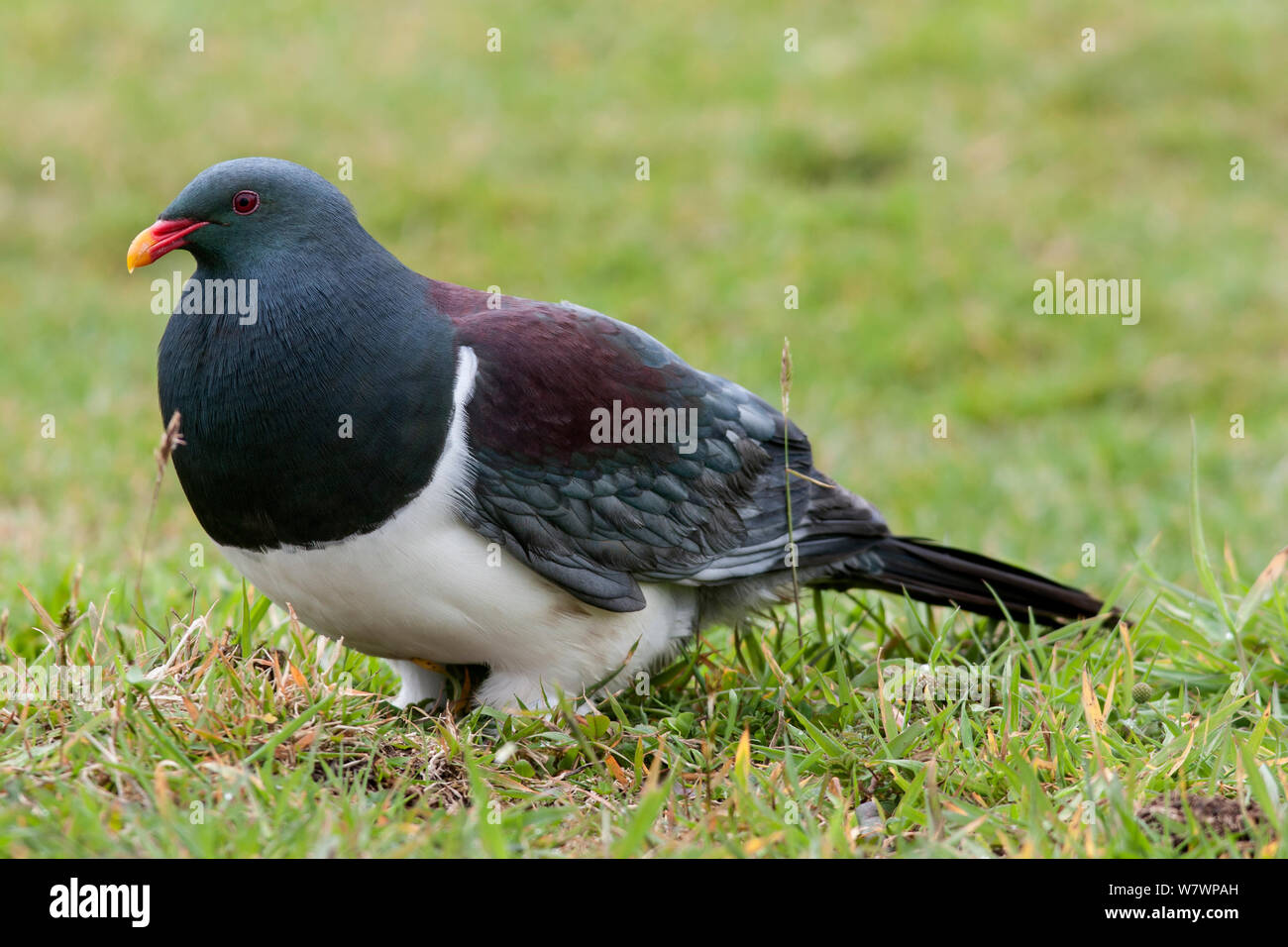 Adult Chatham Island pigeon (Hemiphaga chathamensis) feeding on clover and grasses on the ground. Tuku Valley, Chatham Island, New Zealand, November. Vulnerable species. Stock Photo