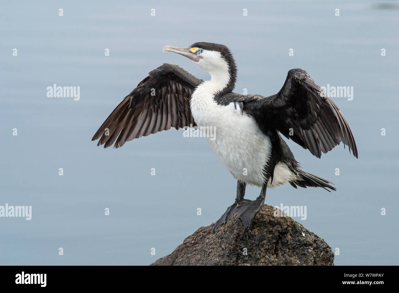 Pied cormorant (Phalacrocorax varius) standing on a rock with wings outspread drying. Christchurch, Canterbury, New Zealand, December. Stock Photo