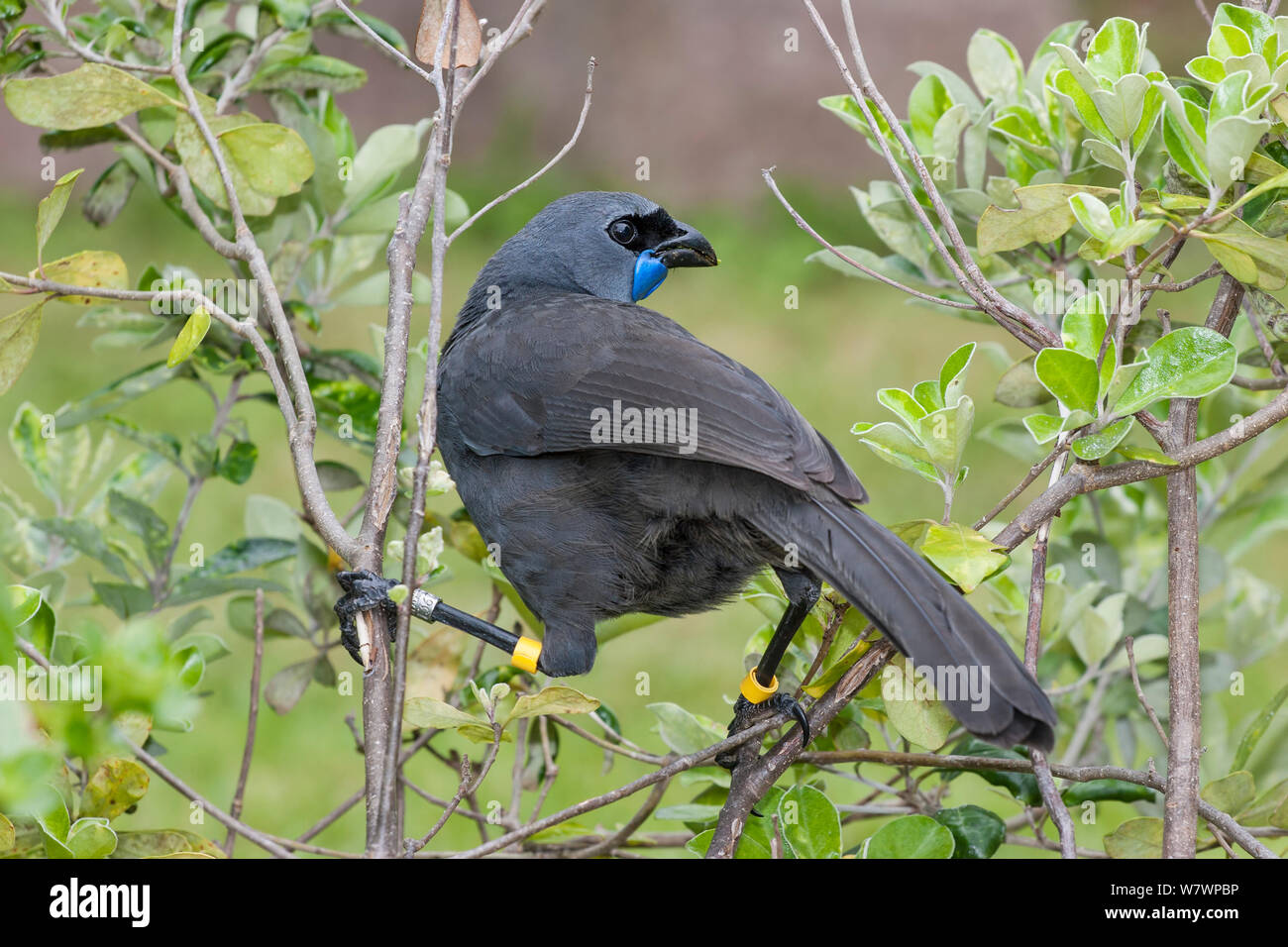 Adult female Kokako (Callaeas wilsoni) perched in a shrub showing the distinctive strong legs, black zoro mask and blue wattles of this species. Tiritiri Matangi Island, Auckland, New Zealand, October. Endangered species. Stock Photo