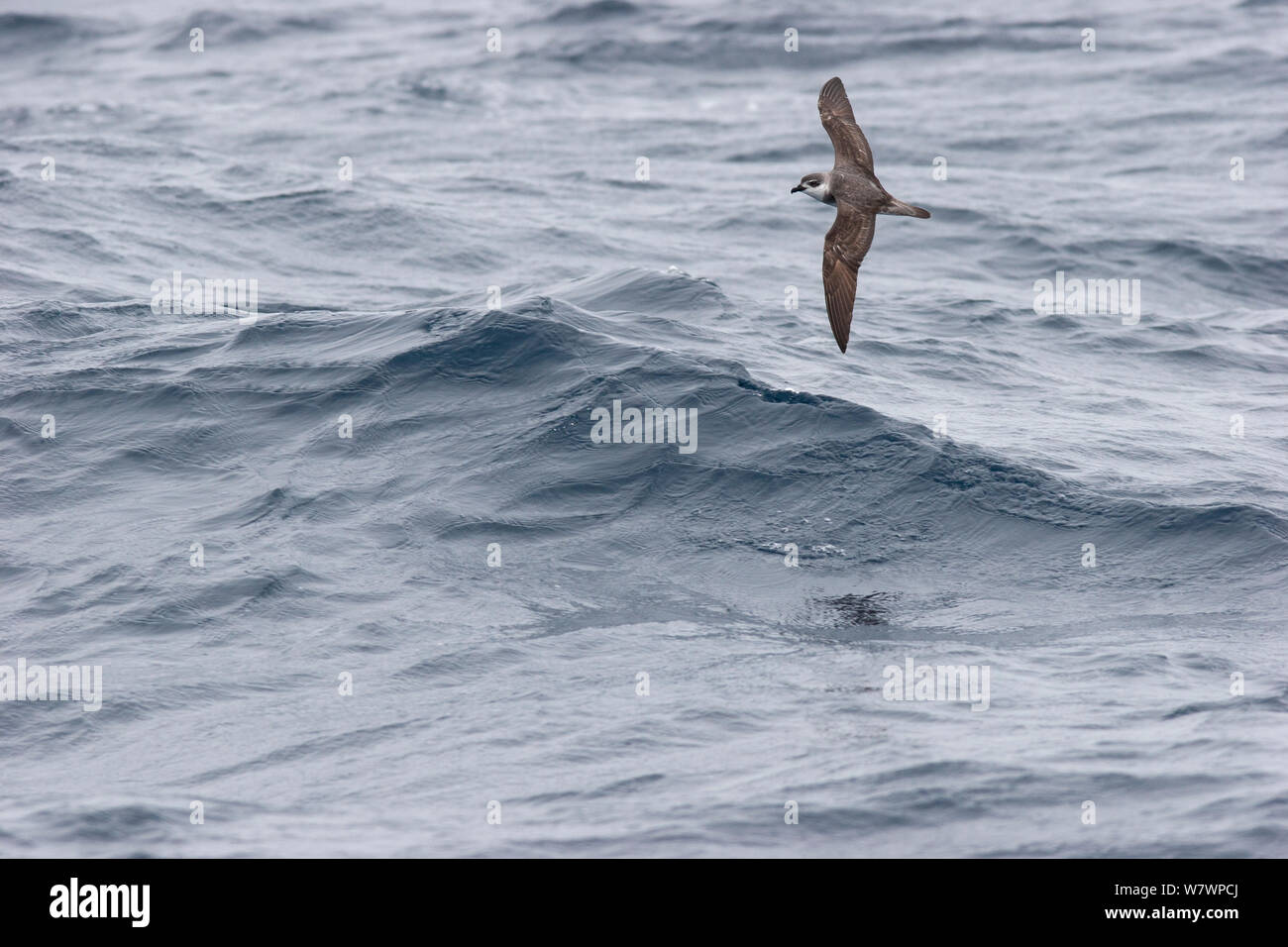 Pterodroma nigripennis hi-res stock photography and images - Alamy