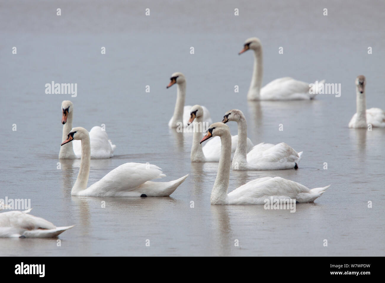 Group of Mute swans (Cygnus olor) swimming across a pond, most of them in eclipse plumage. First and third birds from the right are immatures, note the grey wash to the head. Coombe Hill Meadows, Gloucestershire, United Kingdom. May. Stock Photo