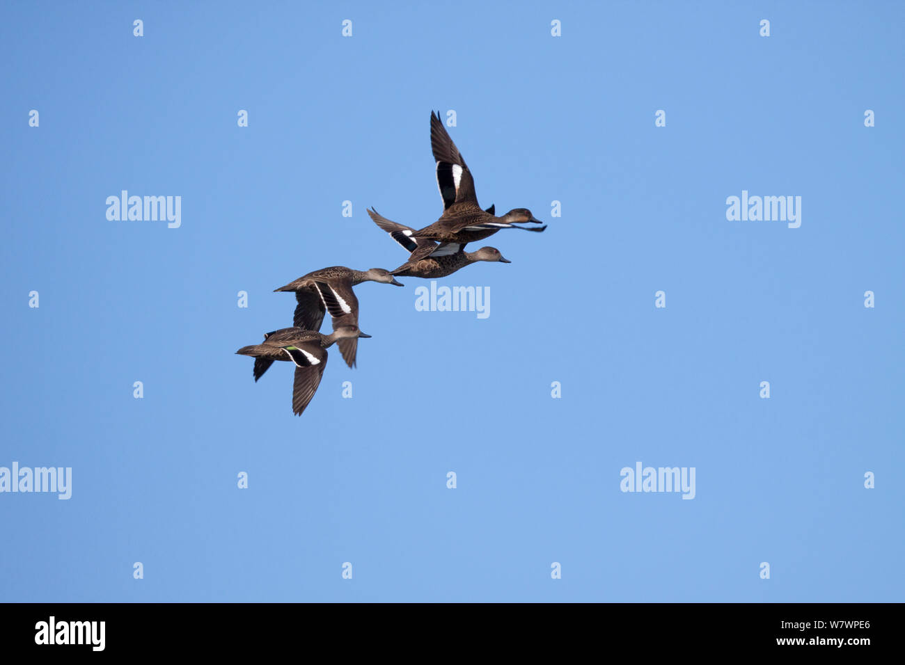 Small group of  Grey teal (Anas gracilis) in flight showing the distinctive wing pattern. Otaki, Wellington, New Zealand, August. Stock Photo