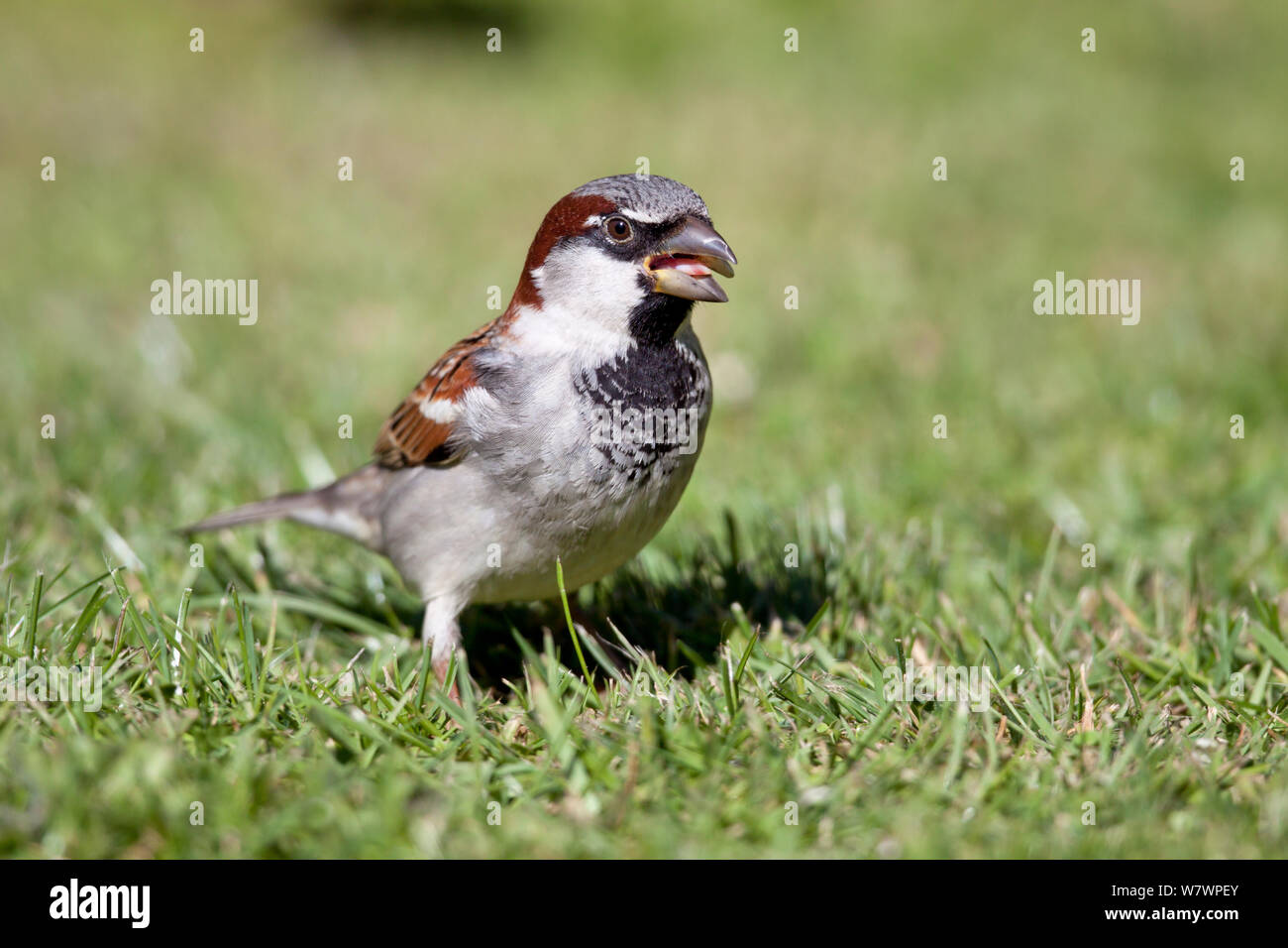 Male House sparrow (Passer domesticus) feeding on seed amongst short grass. Havelock North, Hawkes Bay, New Zealand, September. Introduced species in New Zealand. Stock Photo