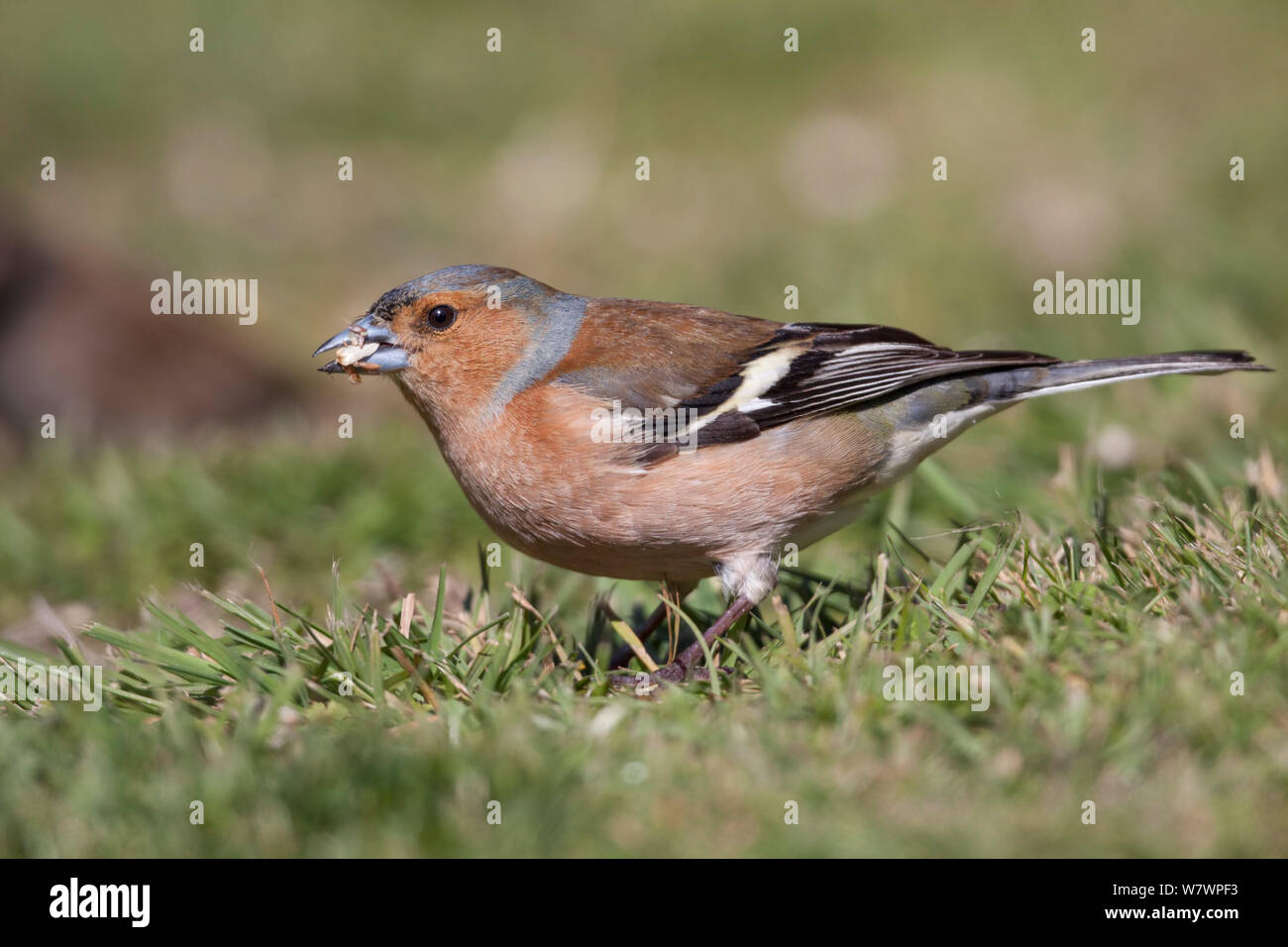 Adult male Common chaffinch (Fringilla coelebs) in fresh breeding plumage, feeding on seeds amongst short grass. Havelock North, Hawkes Bay, New Zealand, September. Introduced species in New Zealand. Stock Photo