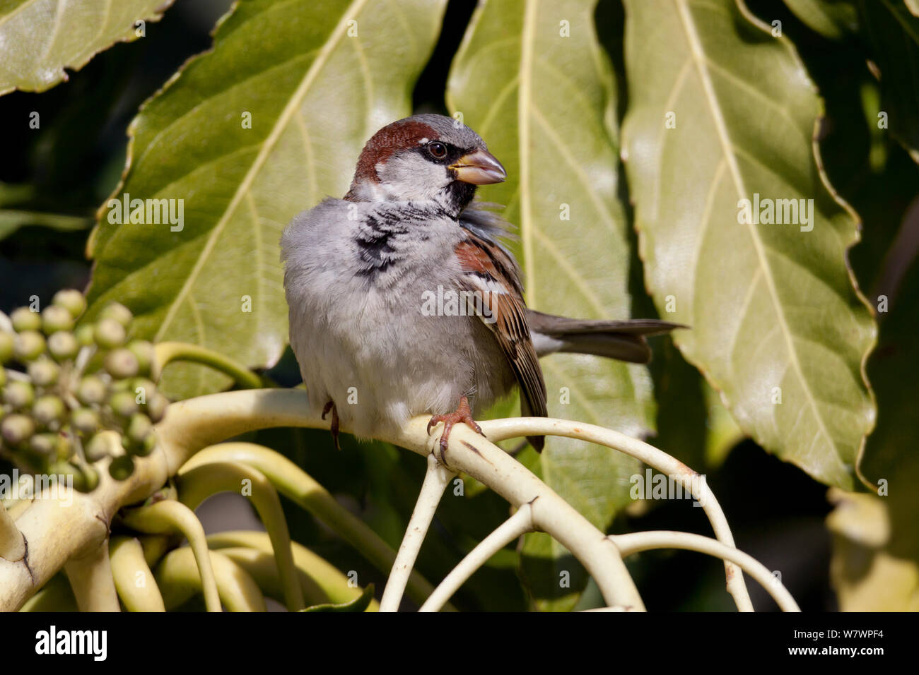 Male House sparrow (Passer domesticus) preening in the sun. Havelock North, Hawkes Bay, New Zealand, September. Introduced species in New Zealand. Stock Photo