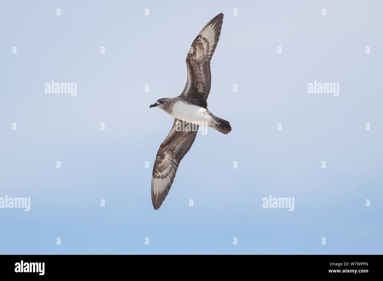 Intermediate morph adult Kermadec petrel (Pterodroma neglecta) flying against a blue sky, showing the underwing pattern. Ducie Island, Pitcairn Islands, South Pacific. November. Stock Photo