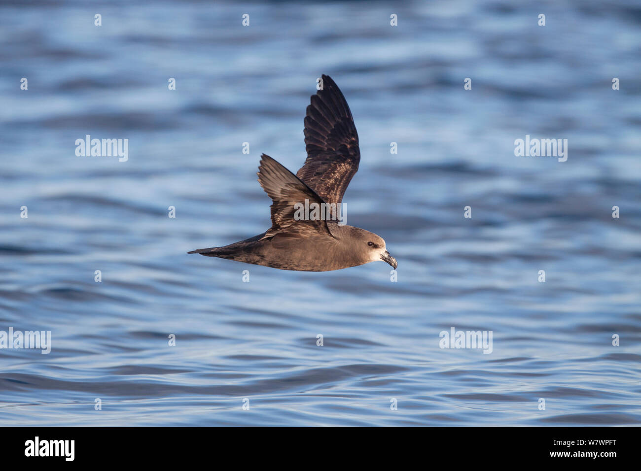 Adult Grey-faced petrel (Pterodroma gouldi) flying at sea, showing the pale face and underwing pattern. Hauraki Gulf, Auckland, New Zealand, October. Stock Photo