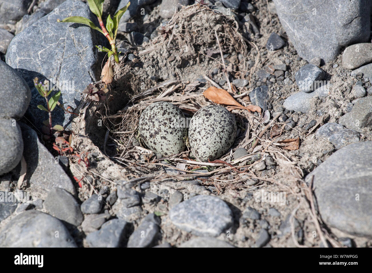 Banded dotterel / Double-banded plover  (Charadrius bicinctus) nest containing two eggs on a braided riverbed. Ngaruroro River, Hawkes Bay, New Zealand, November. Stock Photo