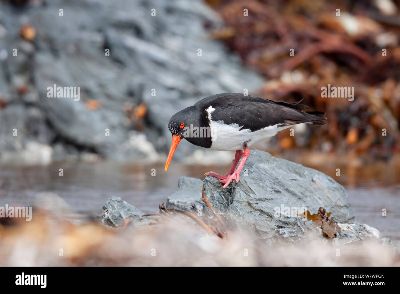 Chatham oystercatcher (Haematopus chathamensis) on a rocky shoreline. Maunganui Beach, Chatham Islands, New Zealand, December. Endangered species. Stock Photo
