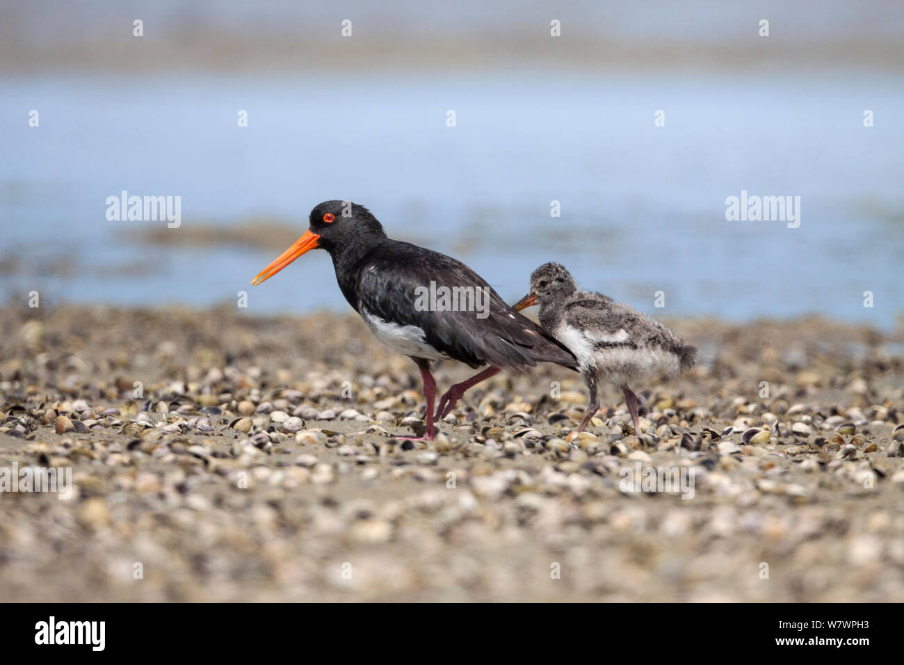 Adult Pied morph variable oystercatcher (Haematopus unicolor) with a chick on a shelly shore. Waipu Estuary, Northland, New Zealand, February. Stock Photo