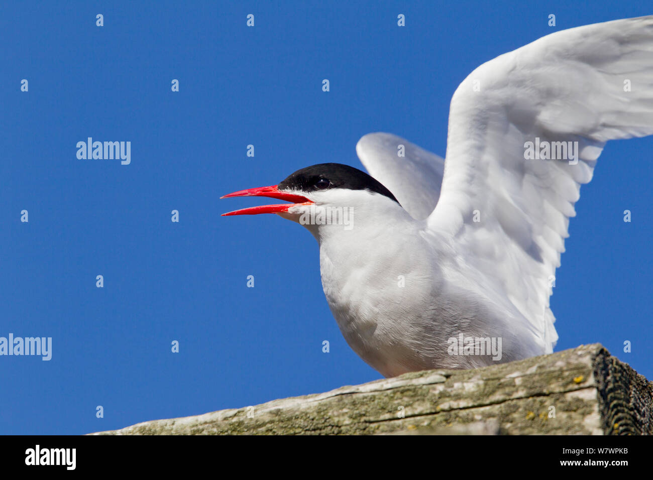 Antarctic tern (Sterna vittata) in breeding plumage calling and displaying near its nest. Deception Island, South Shetlands, Antarctica. December. Stock Photo