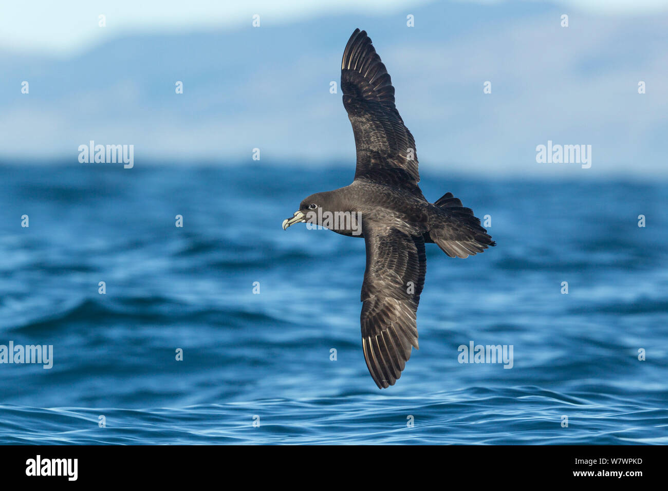 Aberrant species hi-res stock photography and images - Alamy