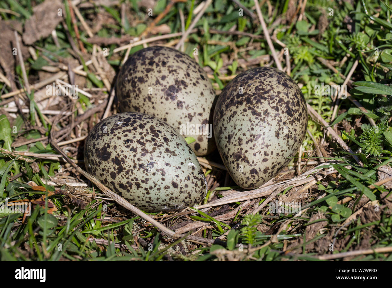 Nest of a Masked lapwing (Vanellus miles) with three eggs. Smedley Station, Hawkes Bay, New Zealand, September. Stock Photo