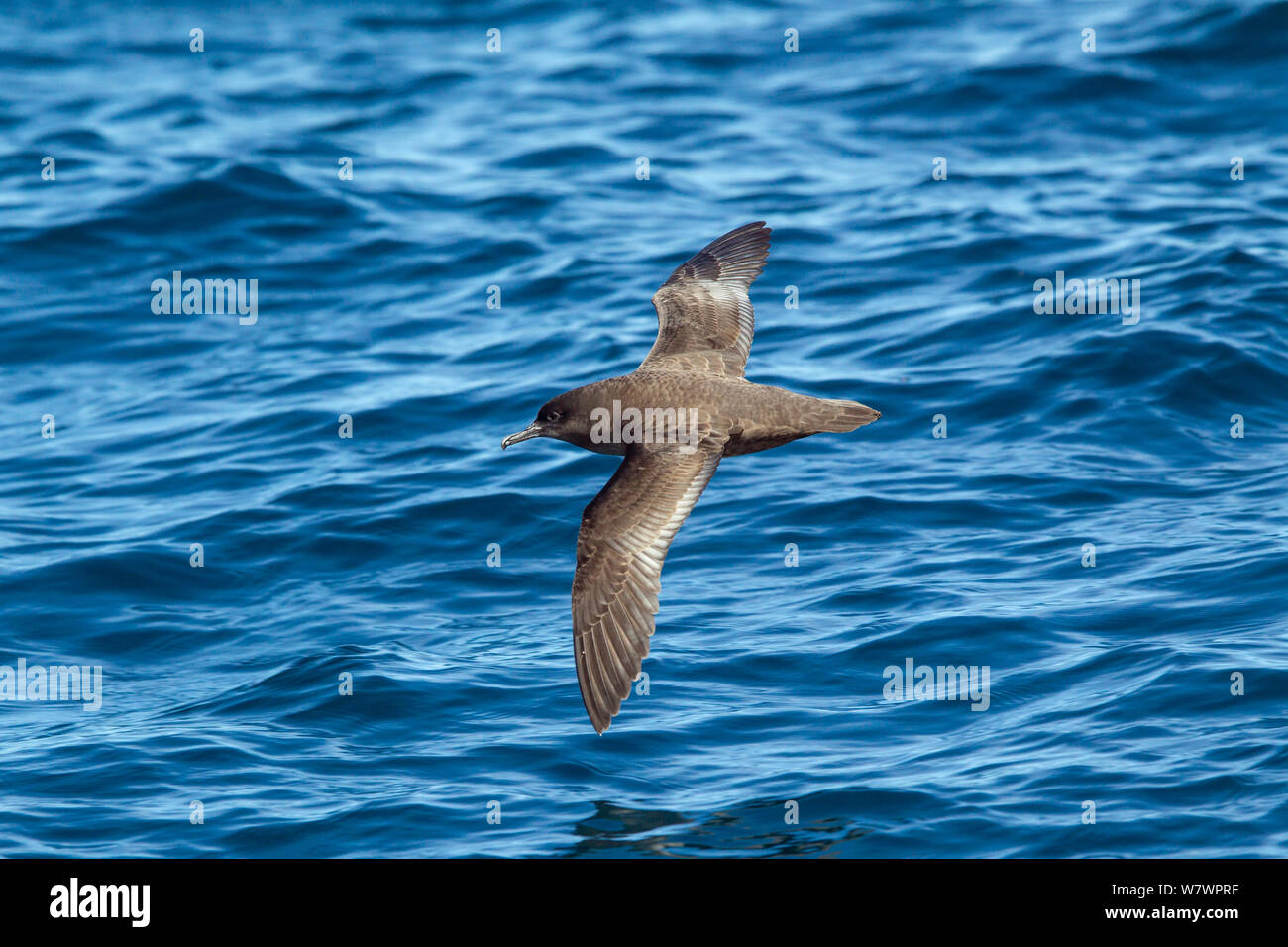 Fresh plumaged Sooty shearwater (Puffinus griseus) in flight low over the water showing the upperwing. Kaikoura, Canterbury, New Zealand, November. Stock Photo