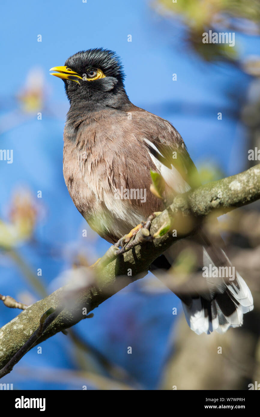 Adult Common myna (Acridotheres tristis) in fresh plumage, perched amongst the branches of a tree. Havelock North, Hawkes Bay, New Zealand, September. Introduced species in New Zealand. Stock Photo