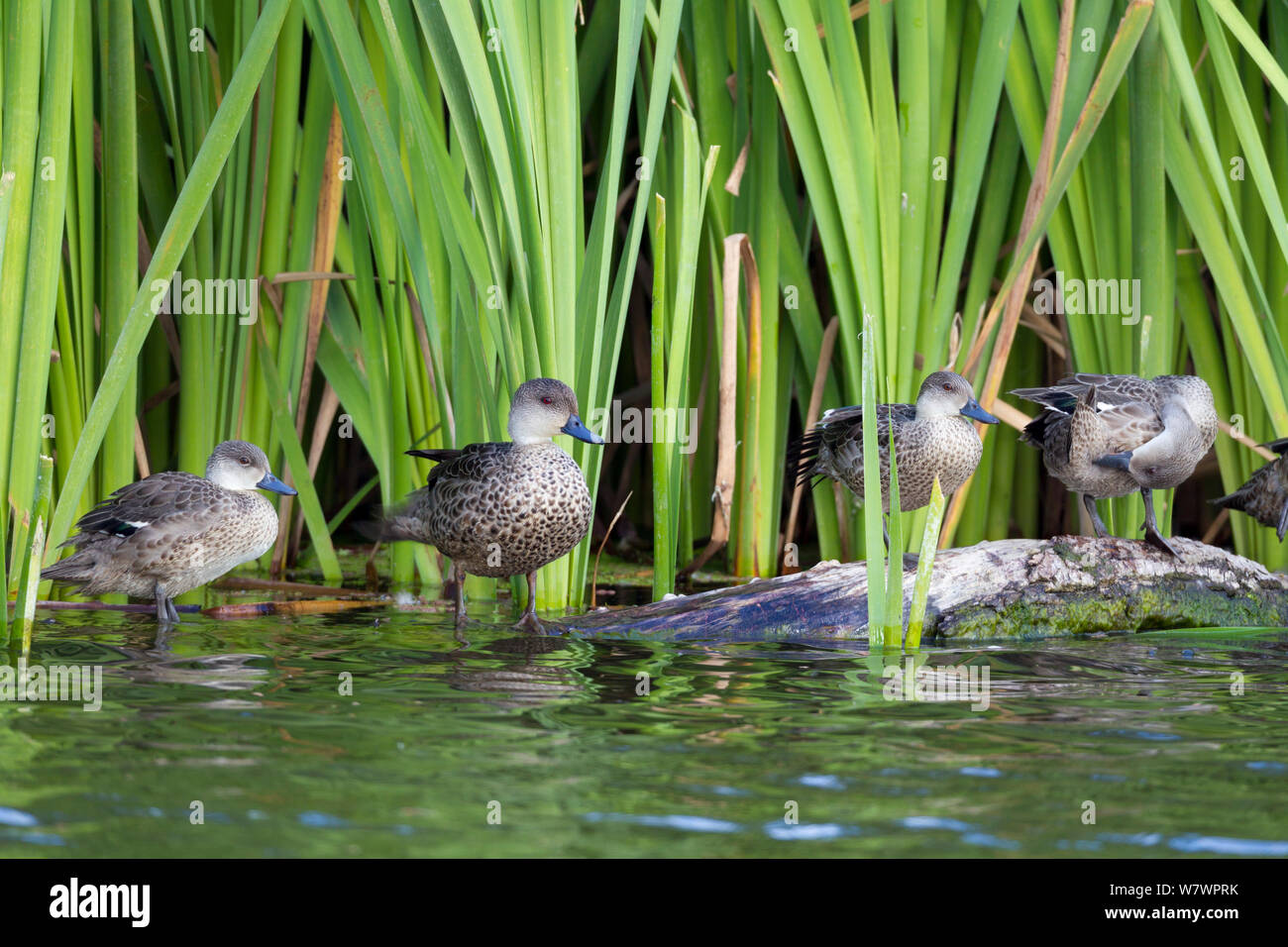 A spring of Grey teal (Anas gracilis) perching on a log on the edge of a pond. Included in the photo are from left to right, a juvenile, an adult, and two immatures. Te Awanga Lagoon, Hawkes Bay, New Zealand, November. Stock Photo