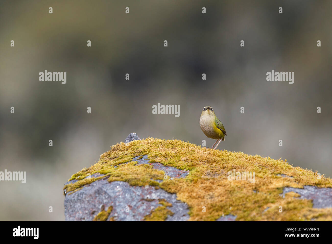 Adult male South Island / Rock wren (Xenicus gilviventris) perched on a mossy rock in the alpine zone. Homer Tunnel, Fiordland National Park, New Zealand, November. Vulnerable species. Stock Photo