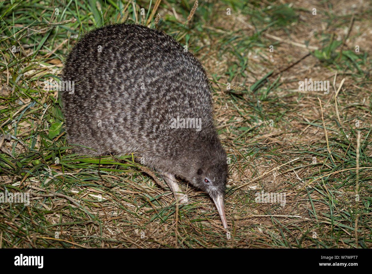 Adult male Little spotted kiwi (Apteryx owenii) foraging in grass near the forest edge. Tiritiri Matangi Island, Auckland, New Zealand, February. Stock Photo