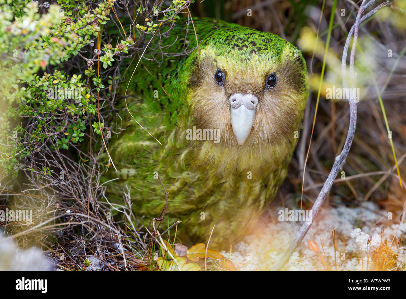 &#39;Sinbad&#39; the male Kakapo (Strigops habroptilus) curiously peering from the bushes during the day. Codfish Island, Stewart Island, New Zealand, January. Critically endangered. Stock Photo