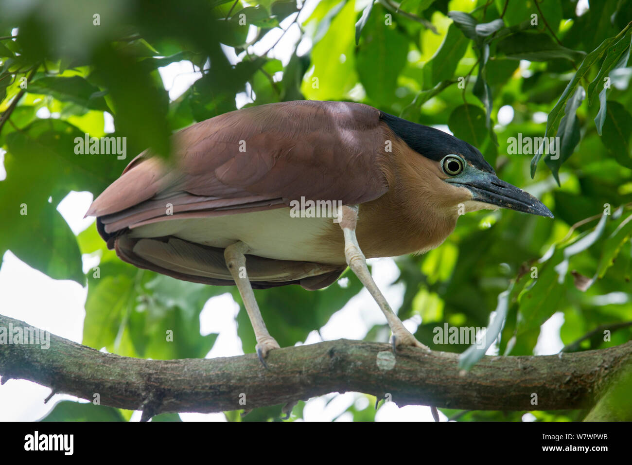 Adult Nankeen night-heron (Nycticorax caledonicus australasiae) perched in a tree amongst leaves. Labuan Bird Park, Sabah, Borneo. April. Captive. Stock Photo