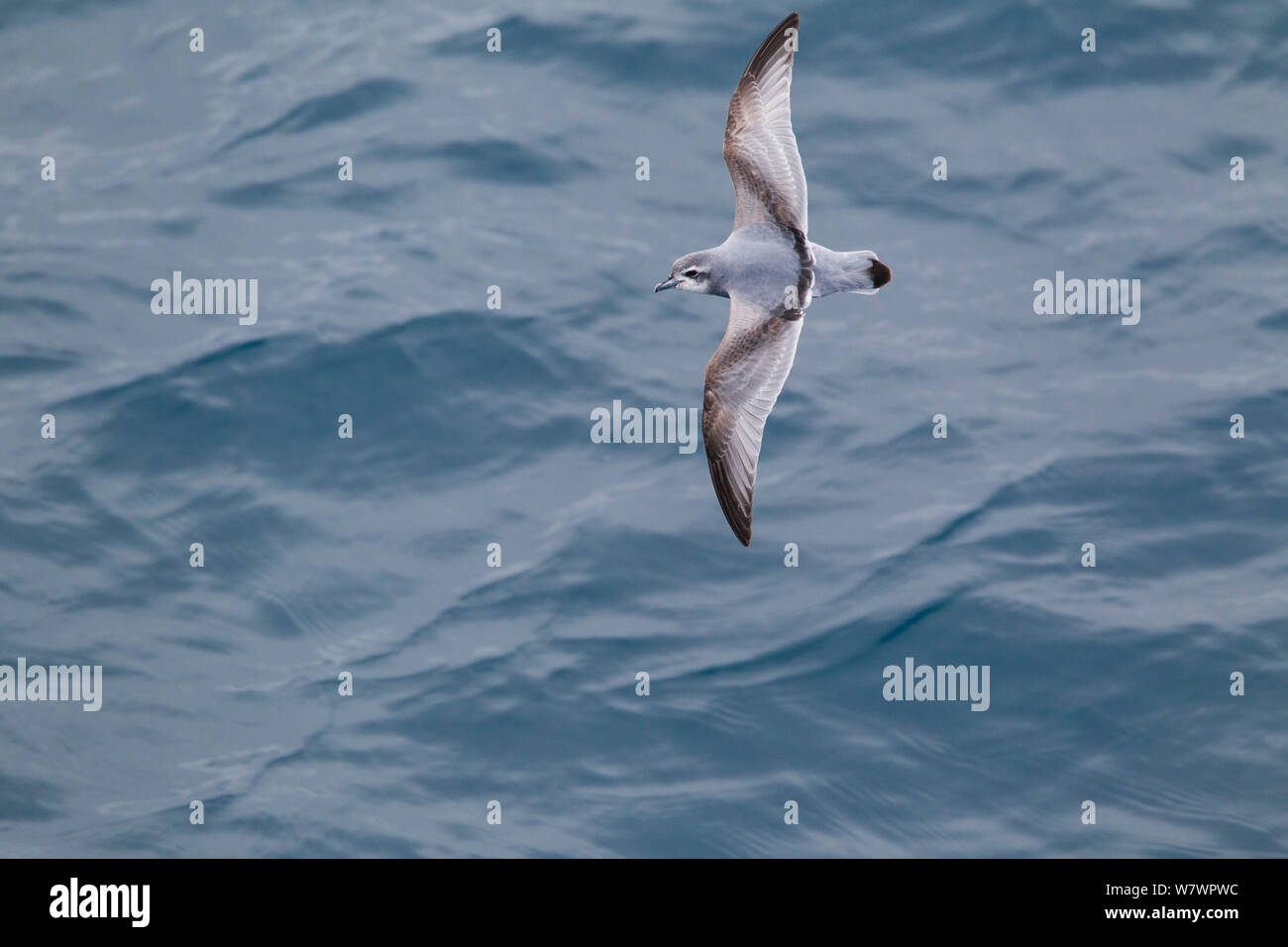 Antarctic prion (Pachyptila desolata) in flight low over the sea, showing upperwing pattern. Between the Falkland Islands and South Georgia, South Atlantic. January. Stock Photo