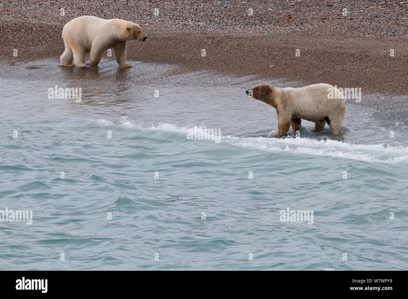 Polar bears (Ursus maritimus) on beach, Wrangel Island, Far Eastern Russia, September. Stock Photo