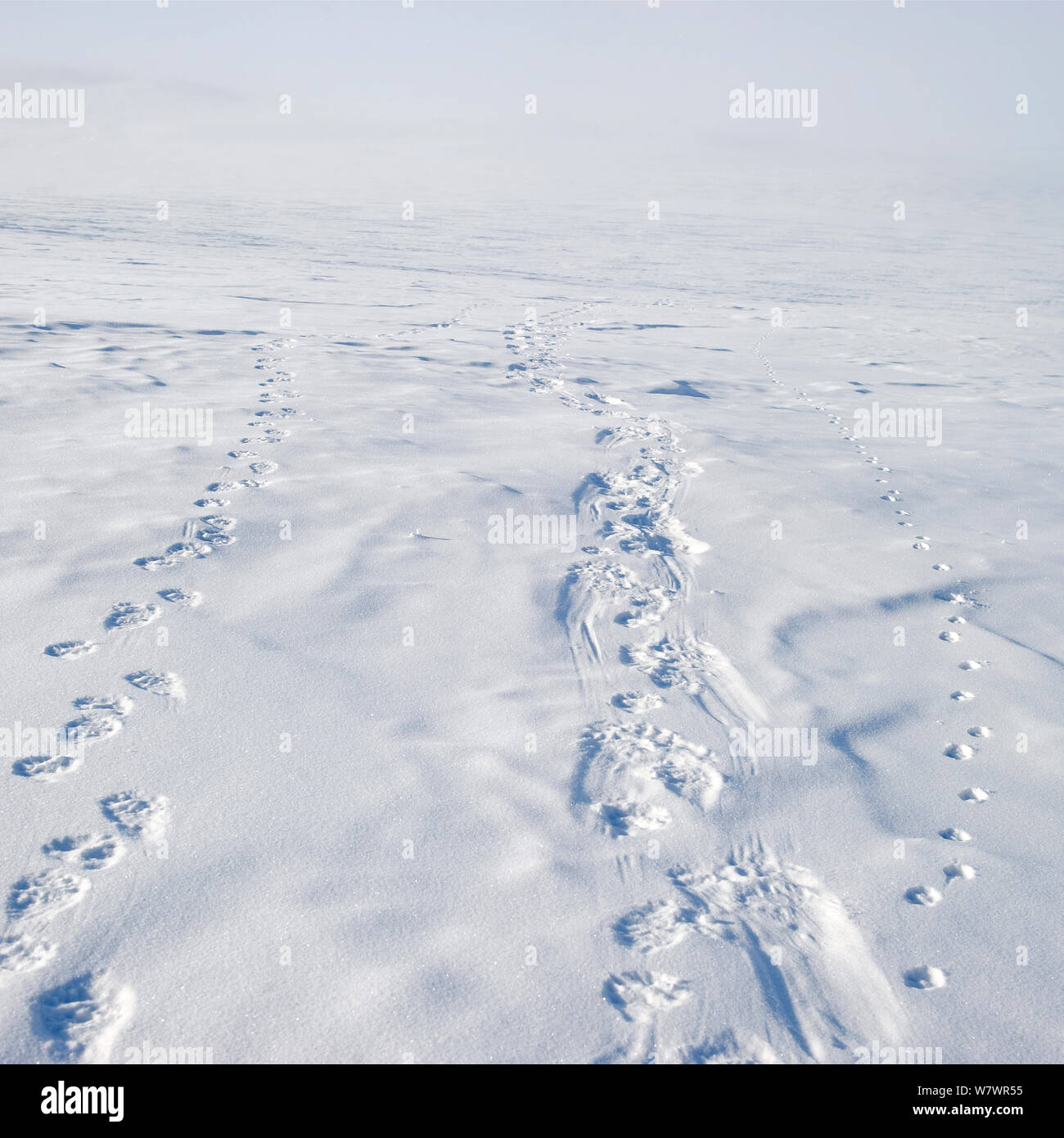 Polar bear (Ursus maritimus) foot prints in snow, Wrangel Island, Far Eastern Russia, March Stock Photo