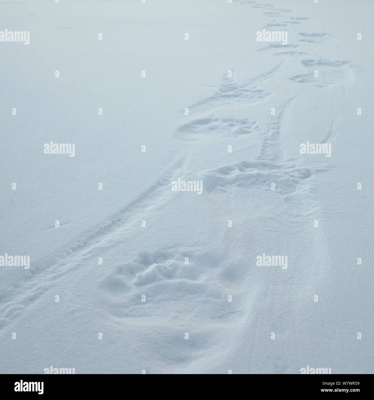 Polar bear (Ursus martimus) footprints in snow, Wrangel Island, Far Eastern Russia, March. Stock Photo