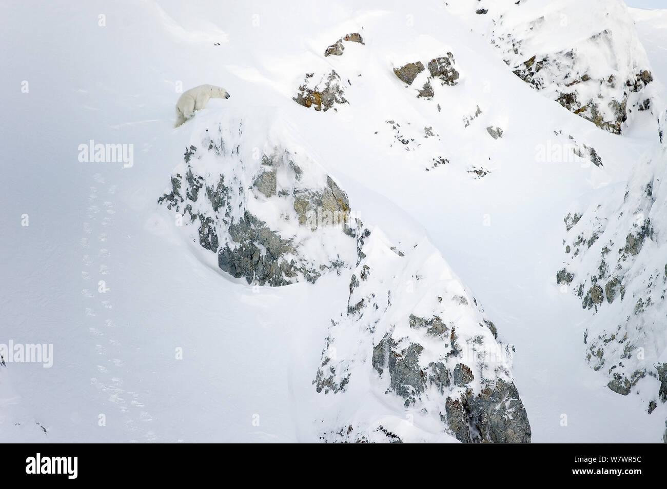 Polar bear (Ursus maritimus) climbing mountain slope, Wrangel Island, Far Eastern Russia, March. Stock Photo
