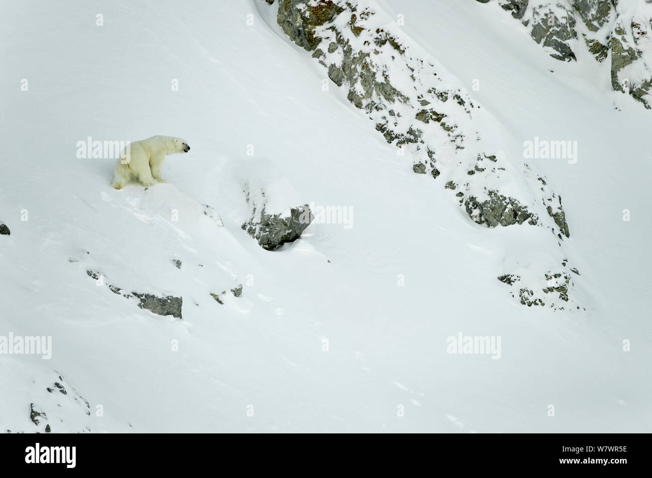 Polar bear (Ursus maritimus) on snowy slope, Wrangel Island, Far Eastern Russia, March. Stock Photo