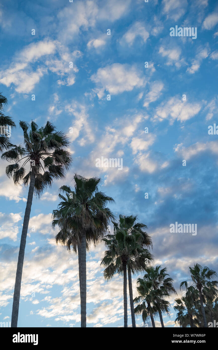 Altocumulus cloud and palm trees in a row Stock Photo