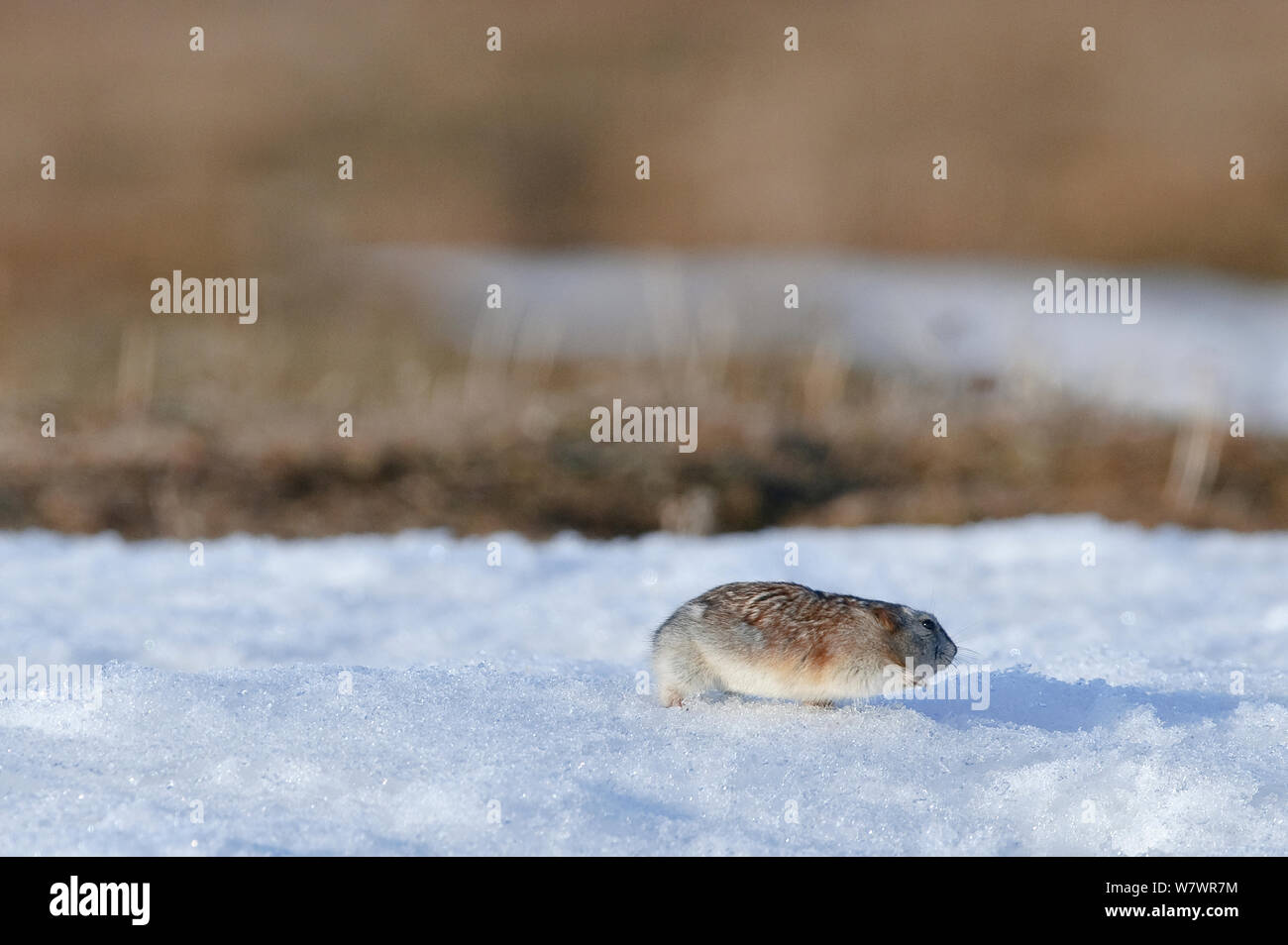 Wrangel lemming (Dicrostonyx vinogradovi) Wrangel Island, Far Eastern Russia, May. Stock Photo