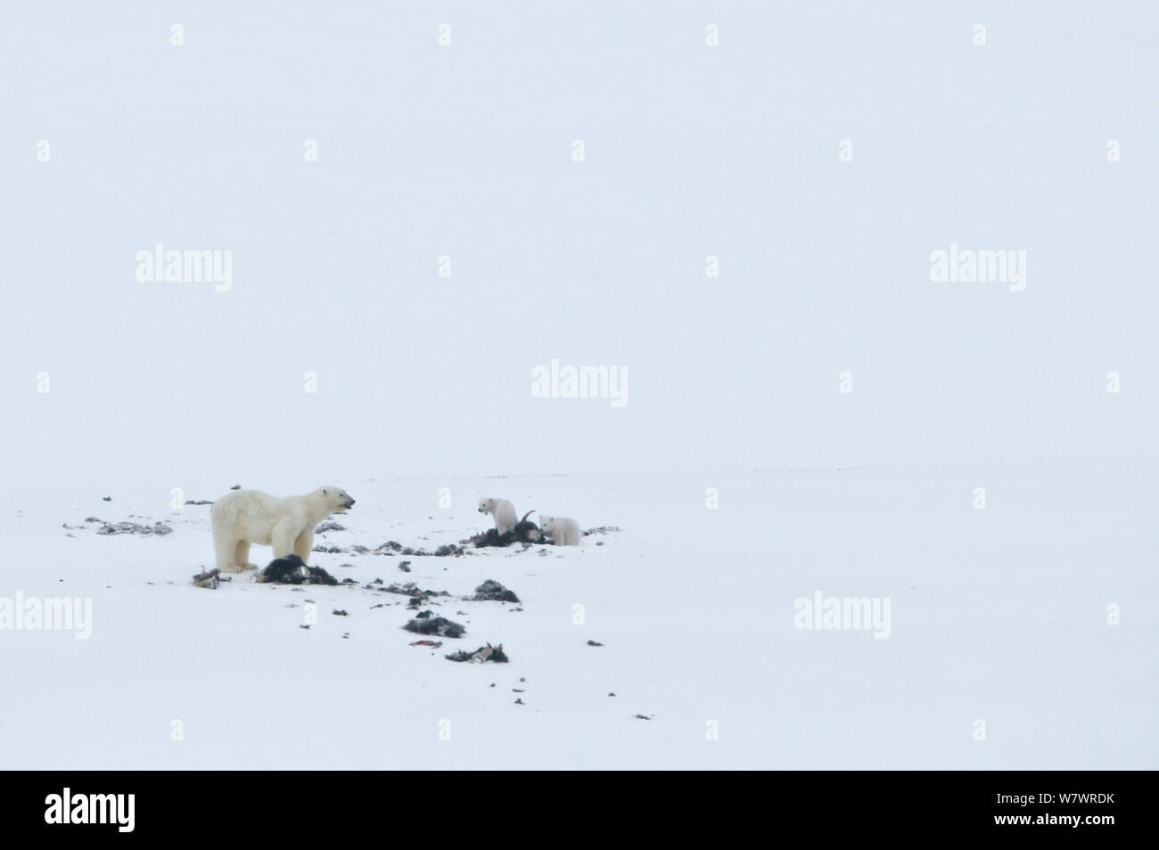 Polar bear (Ursus maritimus) mother and cubs feeding on Musk ox (Ovibos ... Biology Diagrams