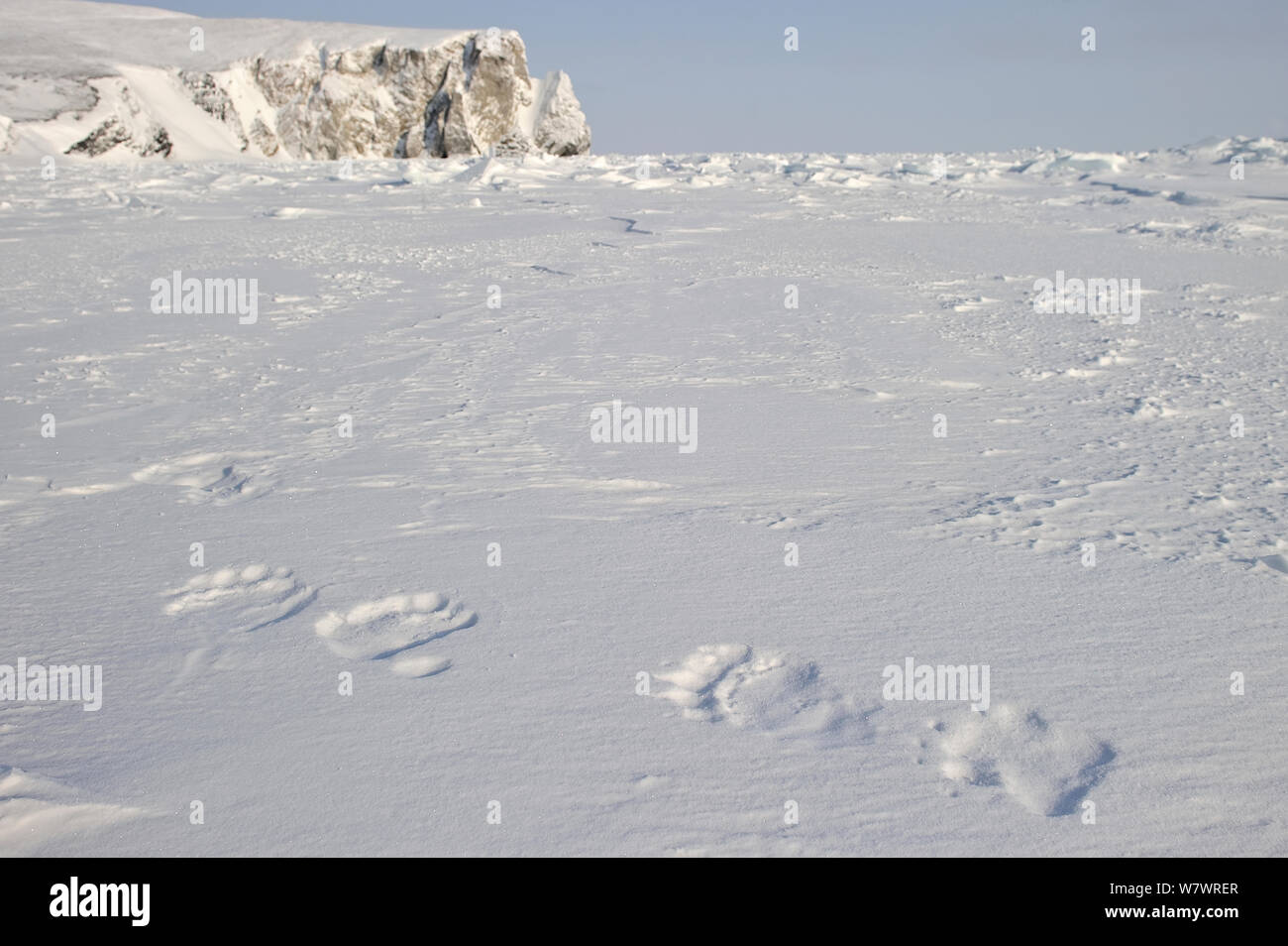 Polar bear (Ursus maritimus) foot prints in snow, Wrangel Island, Far Eastern Russia, March. Stock Photo