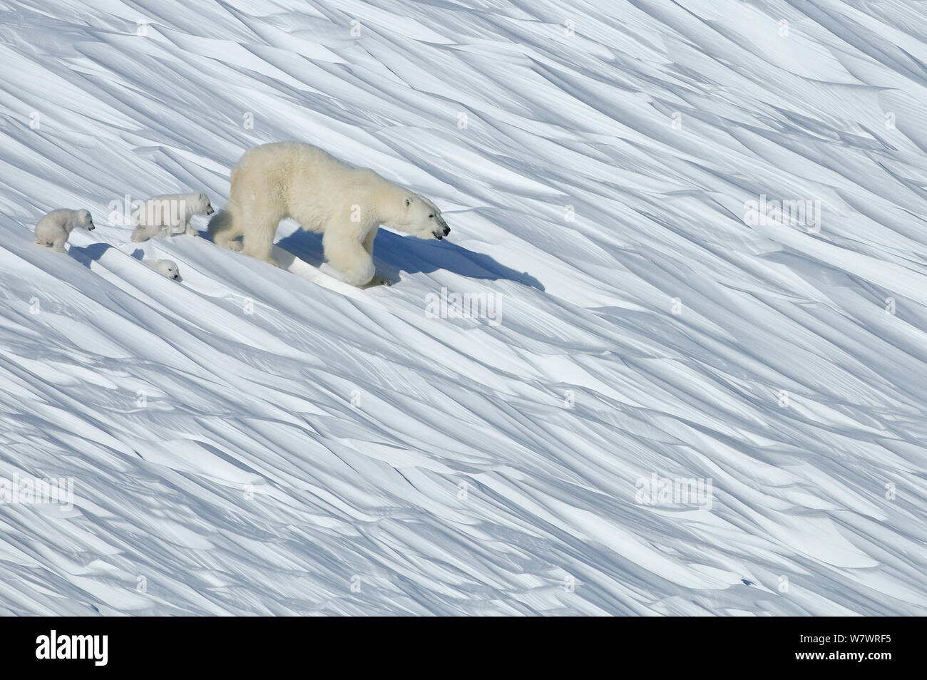 Polar bear (Ursus maritimus) with three cubs walking across snow, Wrangel Island, Far Eastern Russia, March. Stock Photo