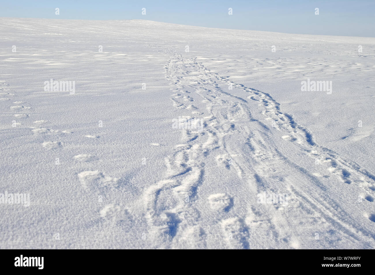 Polar bear (Ursus maritimus) foot prints in snow, Wrangel Island, Far Eastern Russia. Stock Photo