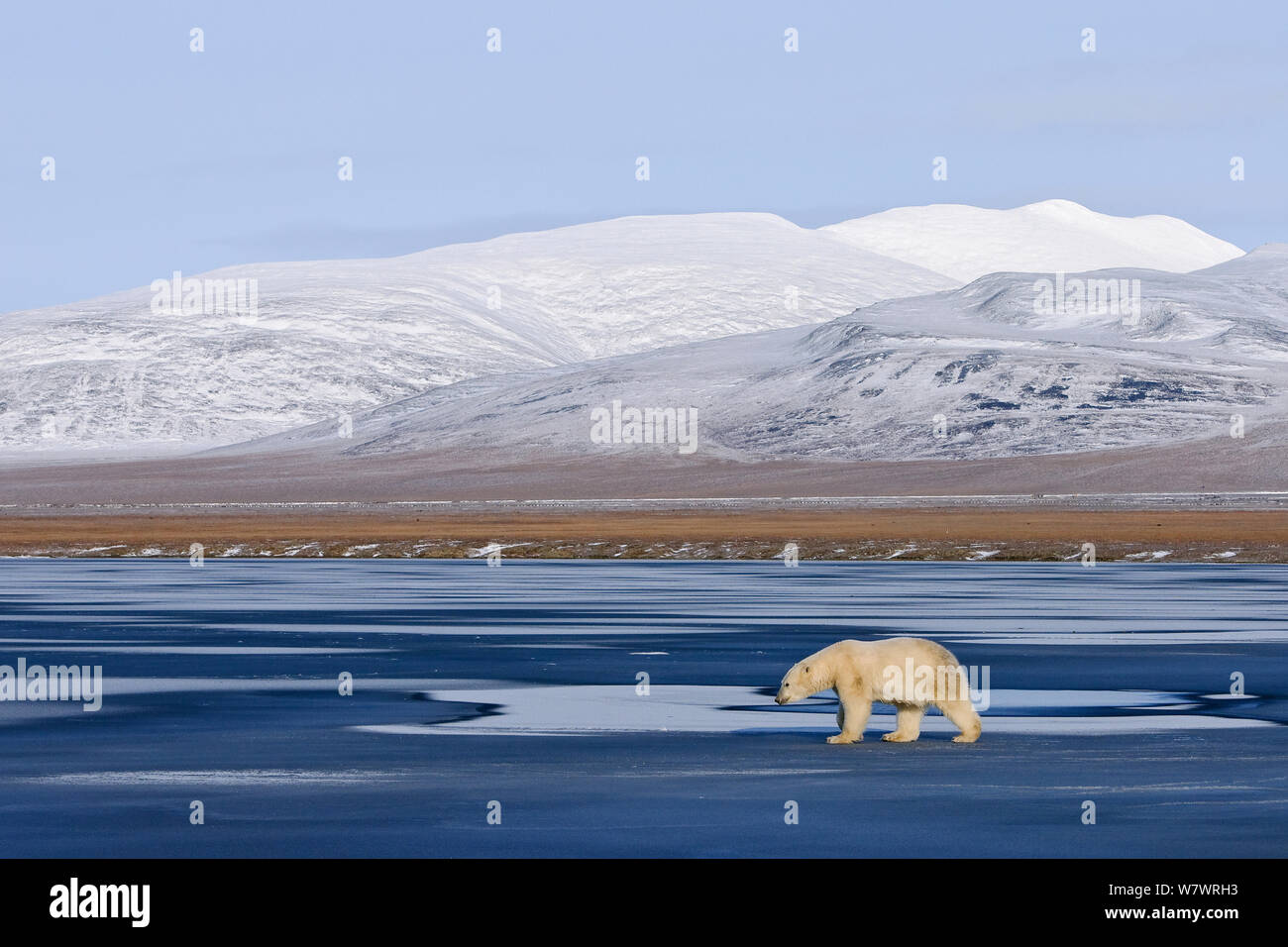 Polar bear (Ursus maritimus) walking along coast of Wrangel Island, Far Eastern Russia, October. Stock Photo