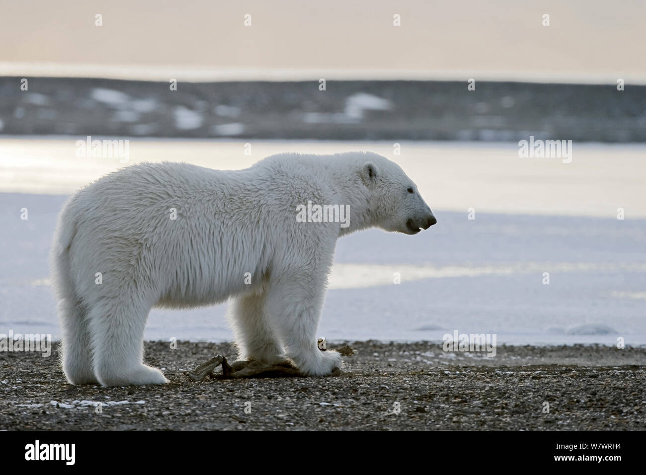 Polar bear (Ursus maritimus) profile at coast of Wrangel Island, Far Eastern Russia, October. Stock Photo