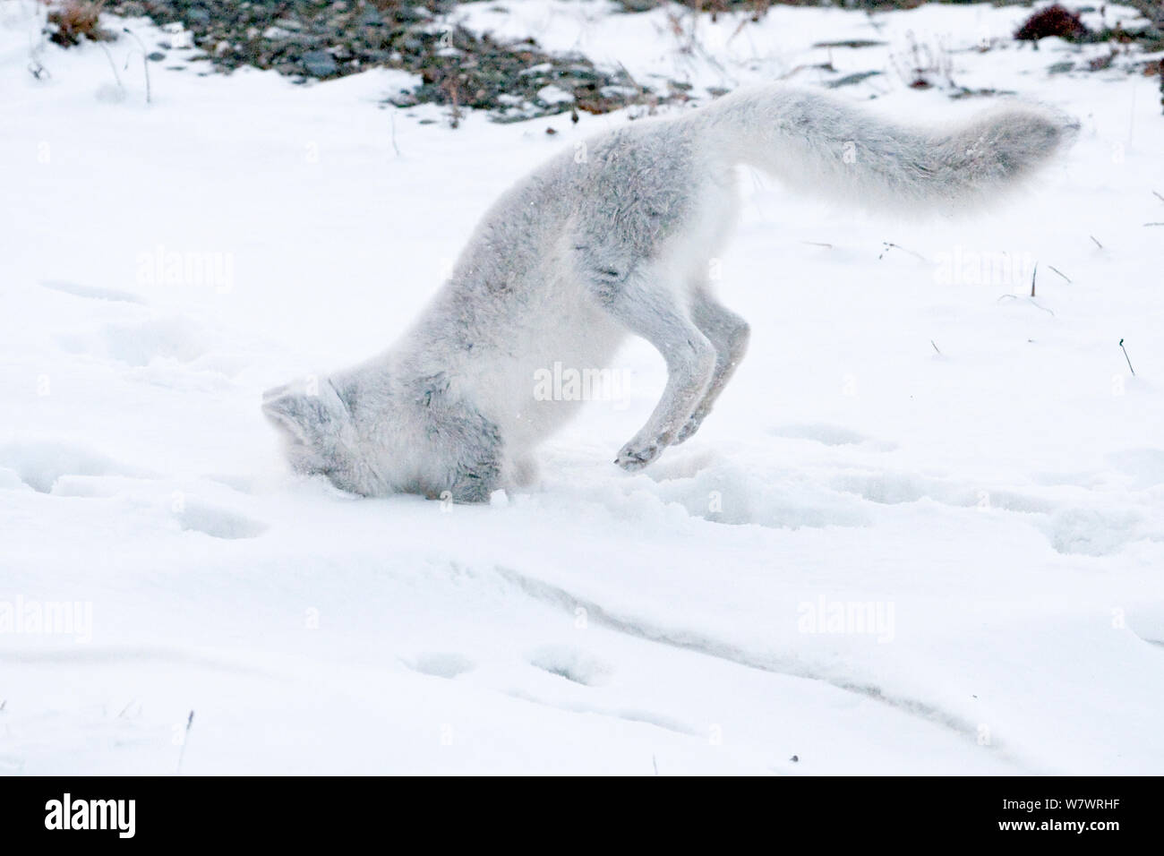 Lemming winter hi-res stock photography and images - Alamy