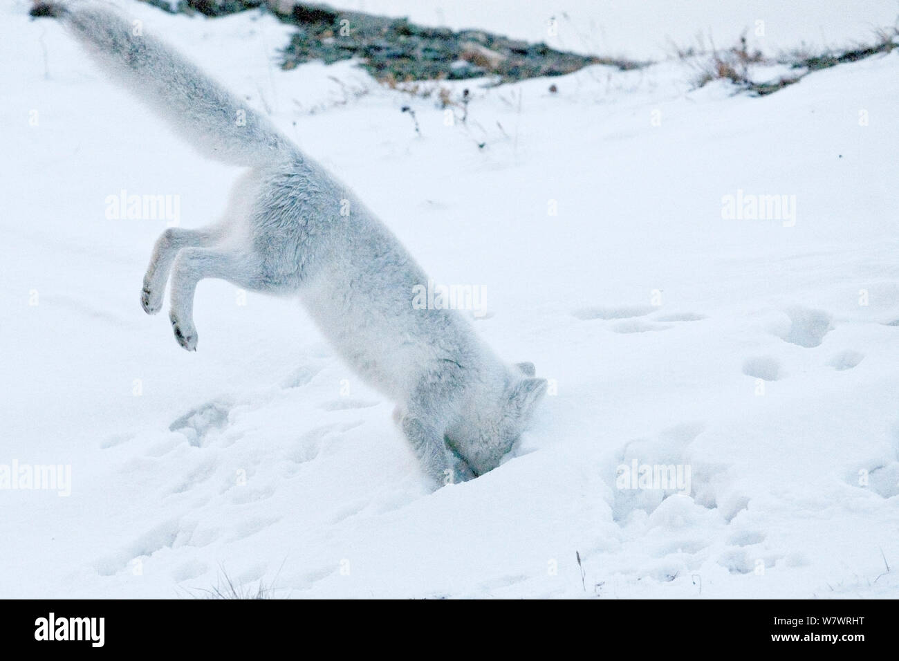 Arctic Fox Hunting Prey