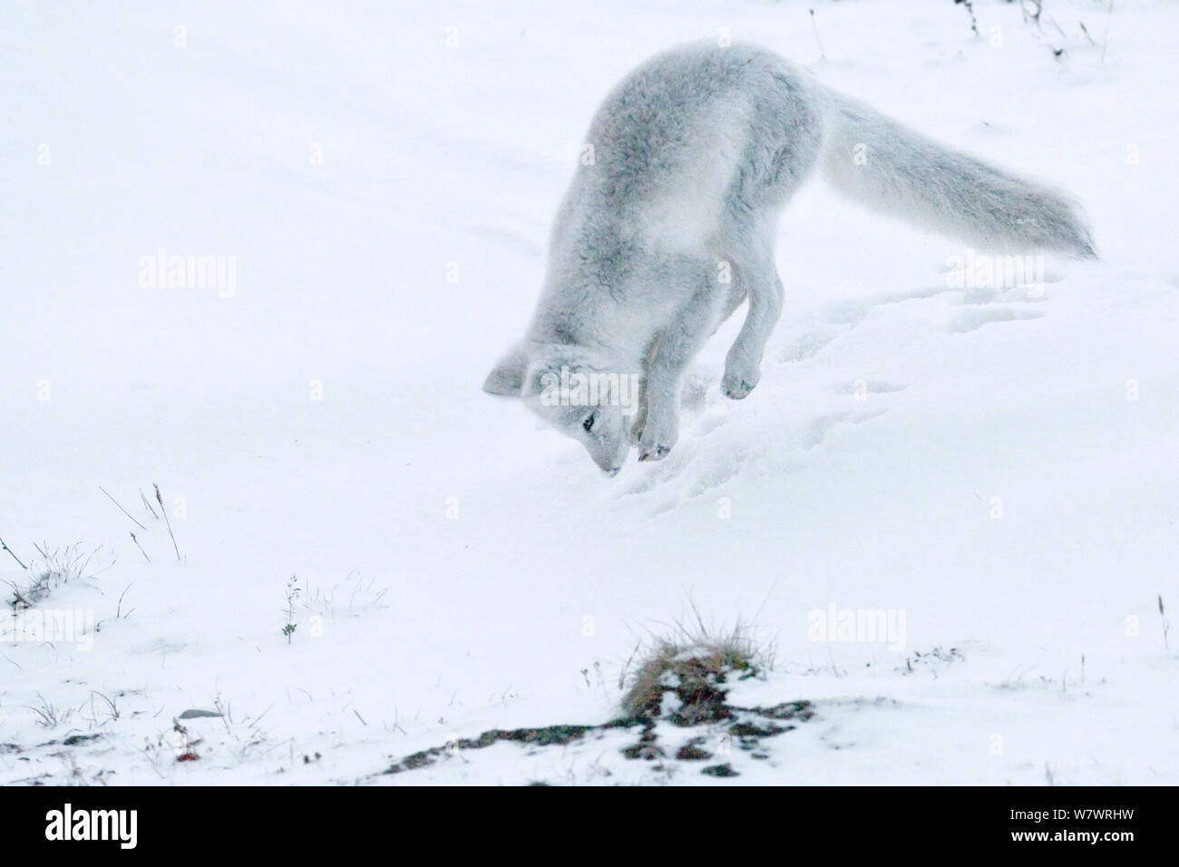 Lemming winter hi-res stock photography and images - Alamy